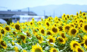 ひまわり畑｜サンフラワー英語教室
